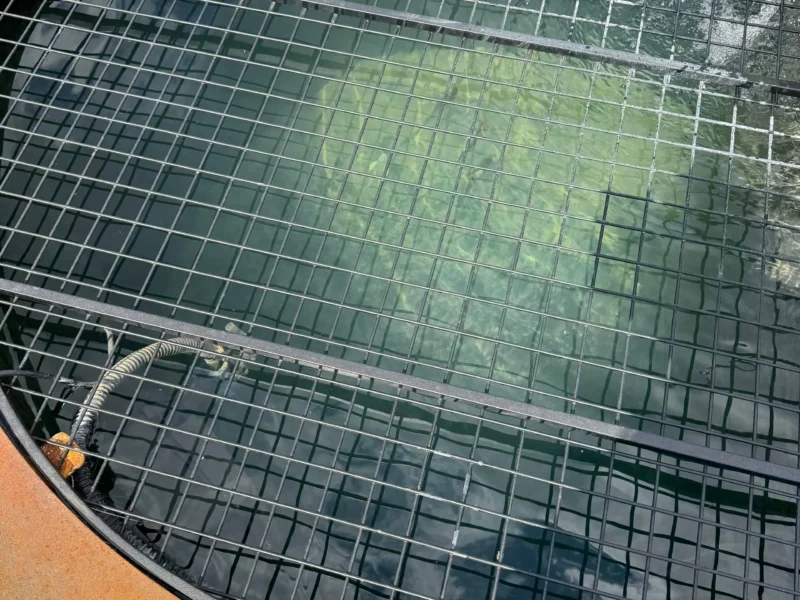 Detail van het zwart gelakte veiligheidsrooster boven het water van de vijver in cortenstaal
